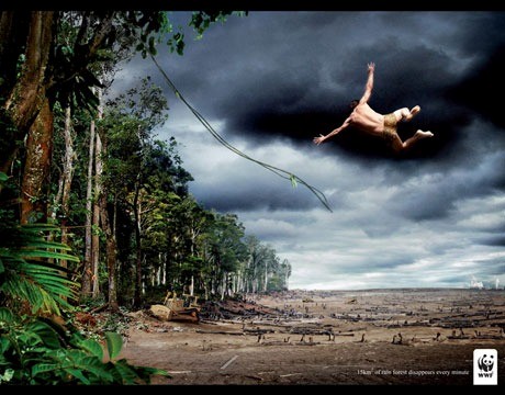 15 km of rainforest disappears every minute